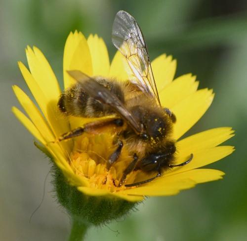 Andrena nigroaenea